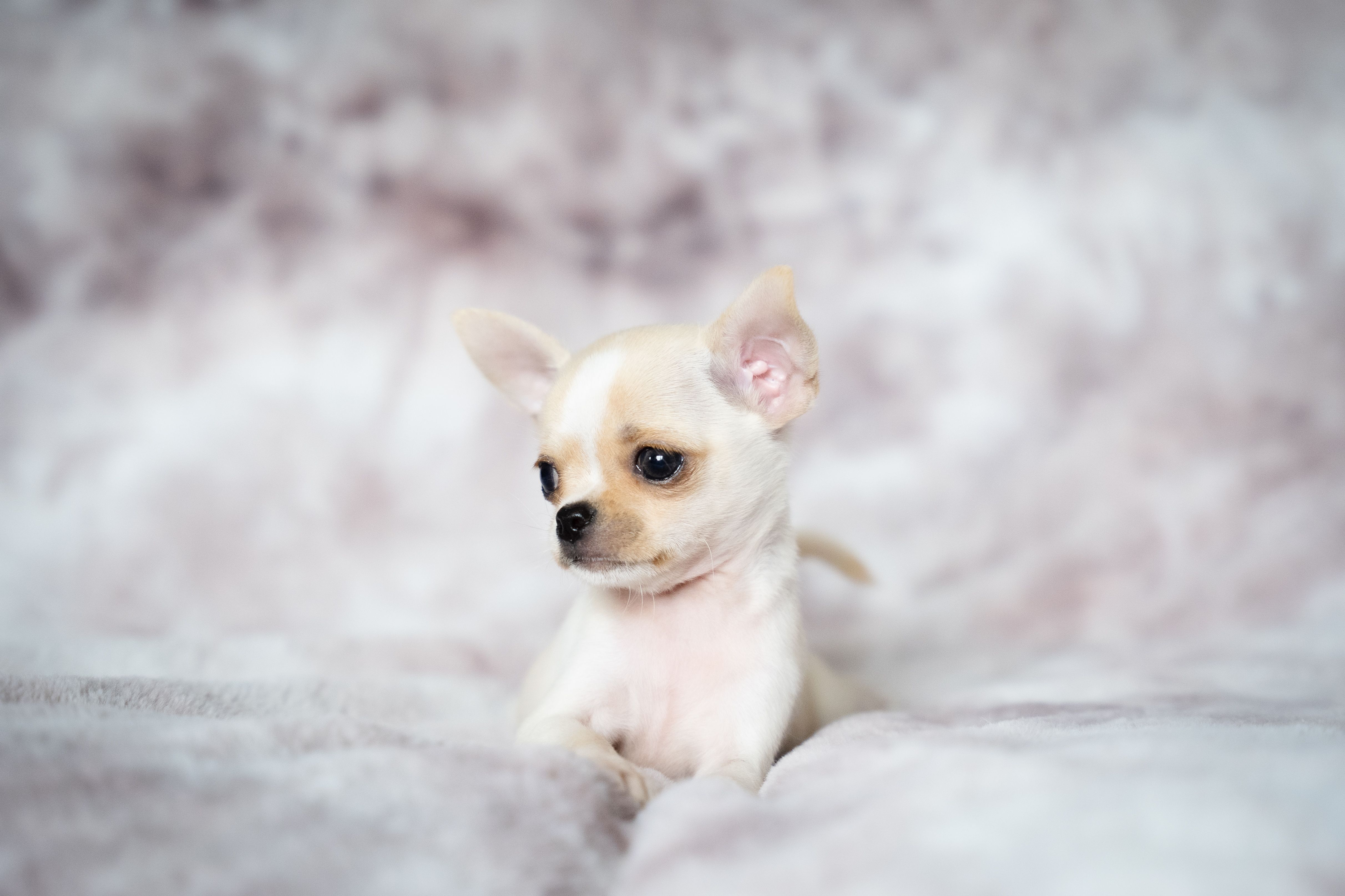 Charming portrait of a cream-colored chihuahua puppy resting on a fluffy surface.