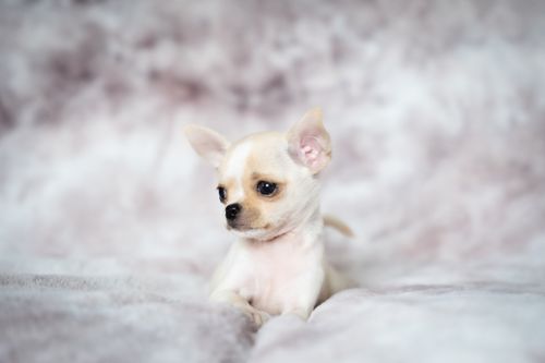Free Charming portrait of a cream-colored chihuahua puppy resting on a fluffy surface. Stock Photo