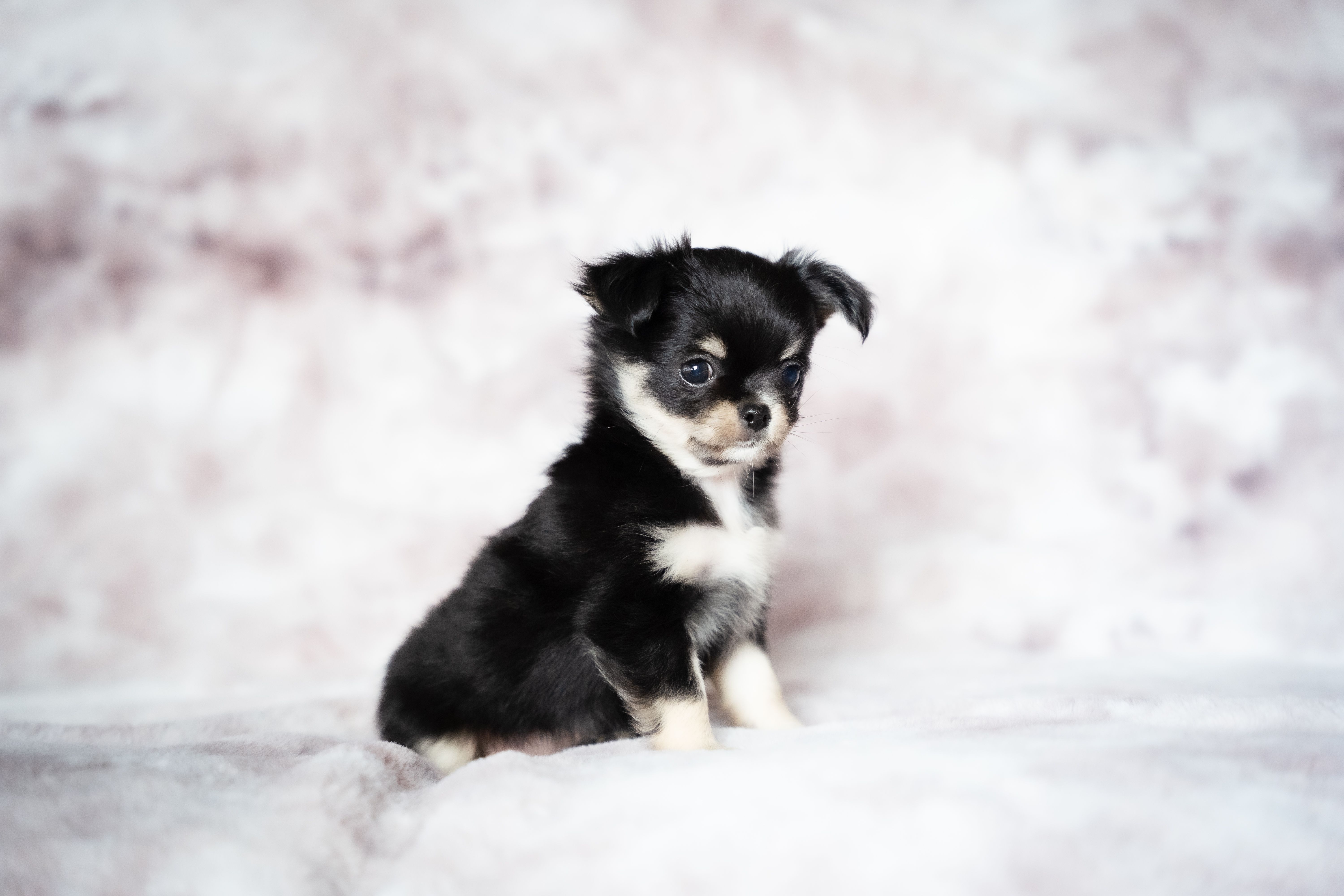 Cute tri-colored long-coat Chihuahua puppy sitting on a soft, fluffy background in a studio setting.