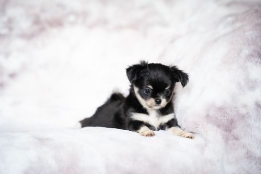 Cute black and white Chihuahua puppy on a fluffy surface in a studio shot. Perfect for pet lovers.