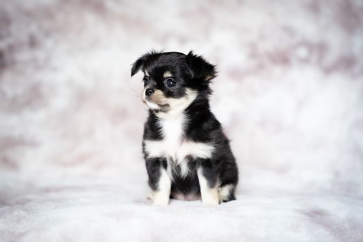 Charming portrait of a long-haired Chihuahua puppy with black and white fur in a studio setting.