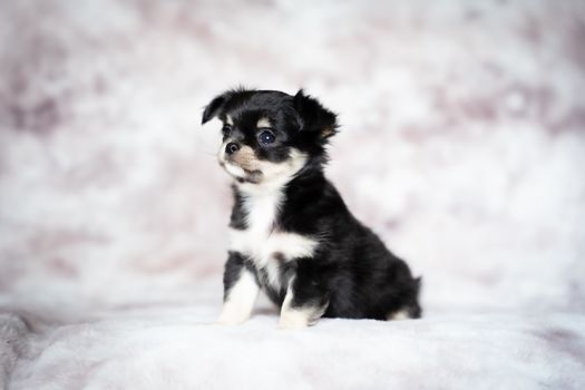 Charming studio shot of a tiny black and white long-haired Chihuahua puppy sitting.