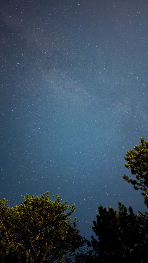 Free Beautiful starry night sky with bright stars above evergreen trees in a tranquil outdoor setting. Stock Photo