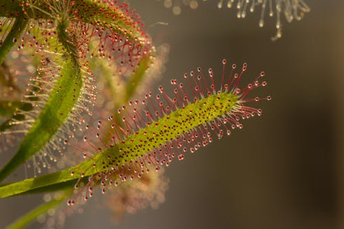 Plante à Feuilles Rouges Et Vertes