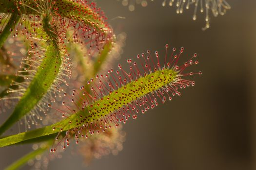 Red and Green Leaf Plant