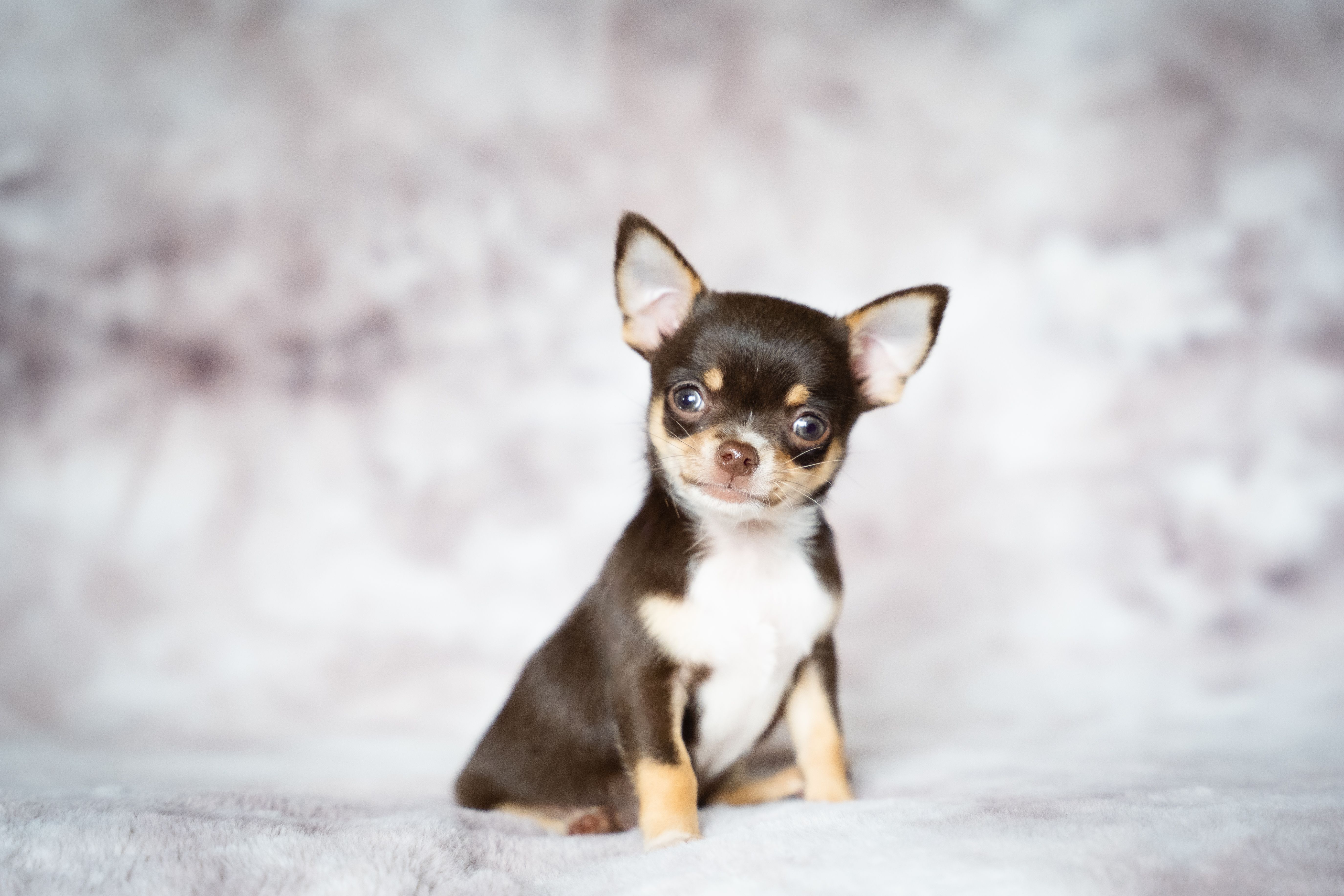 Charming portrait of a chocolate-colored Chihuahua puppy posing indoors with a soft blurred background.