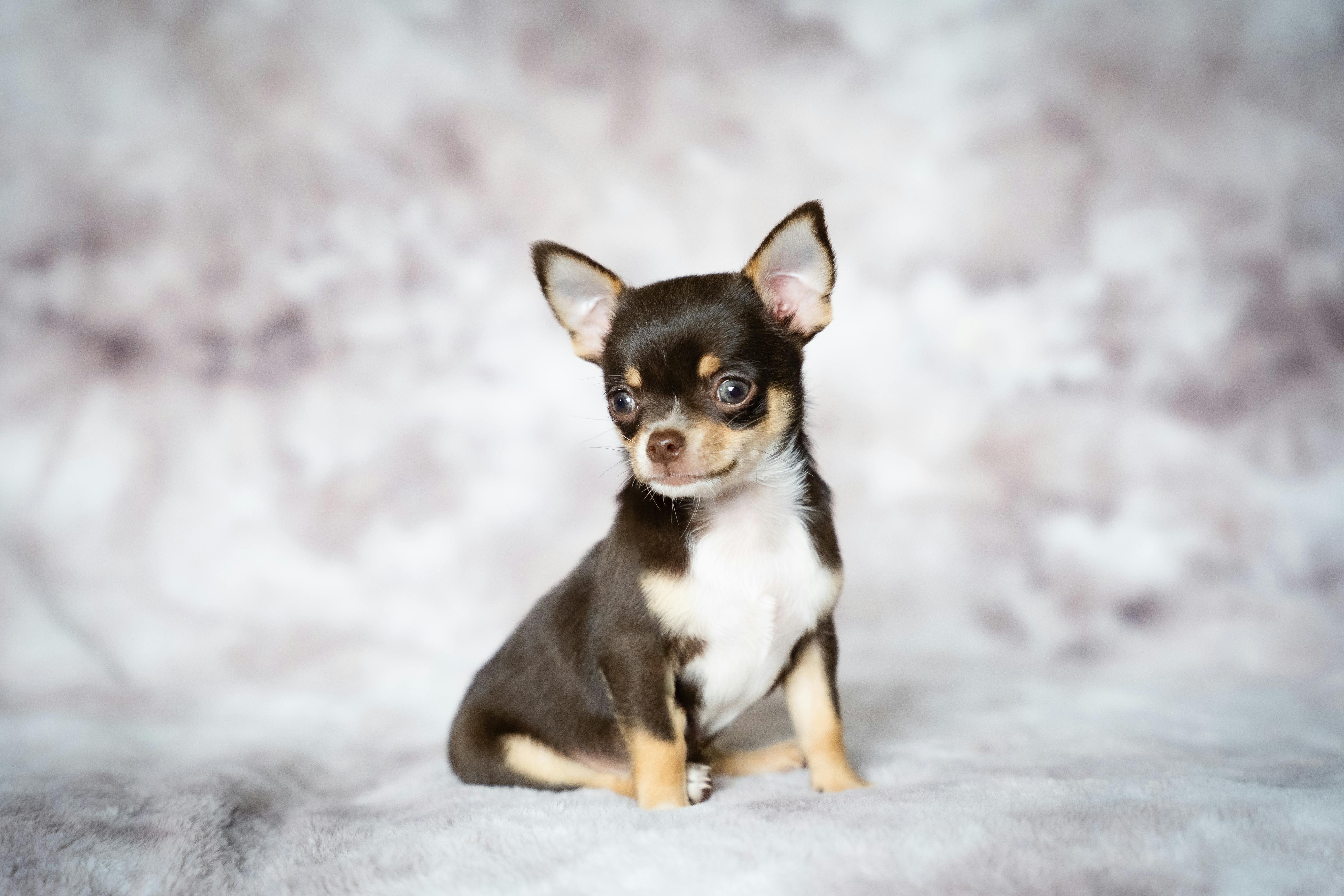 Cute brown and white Chihuahua puppy posing indoors on soft fabric background.