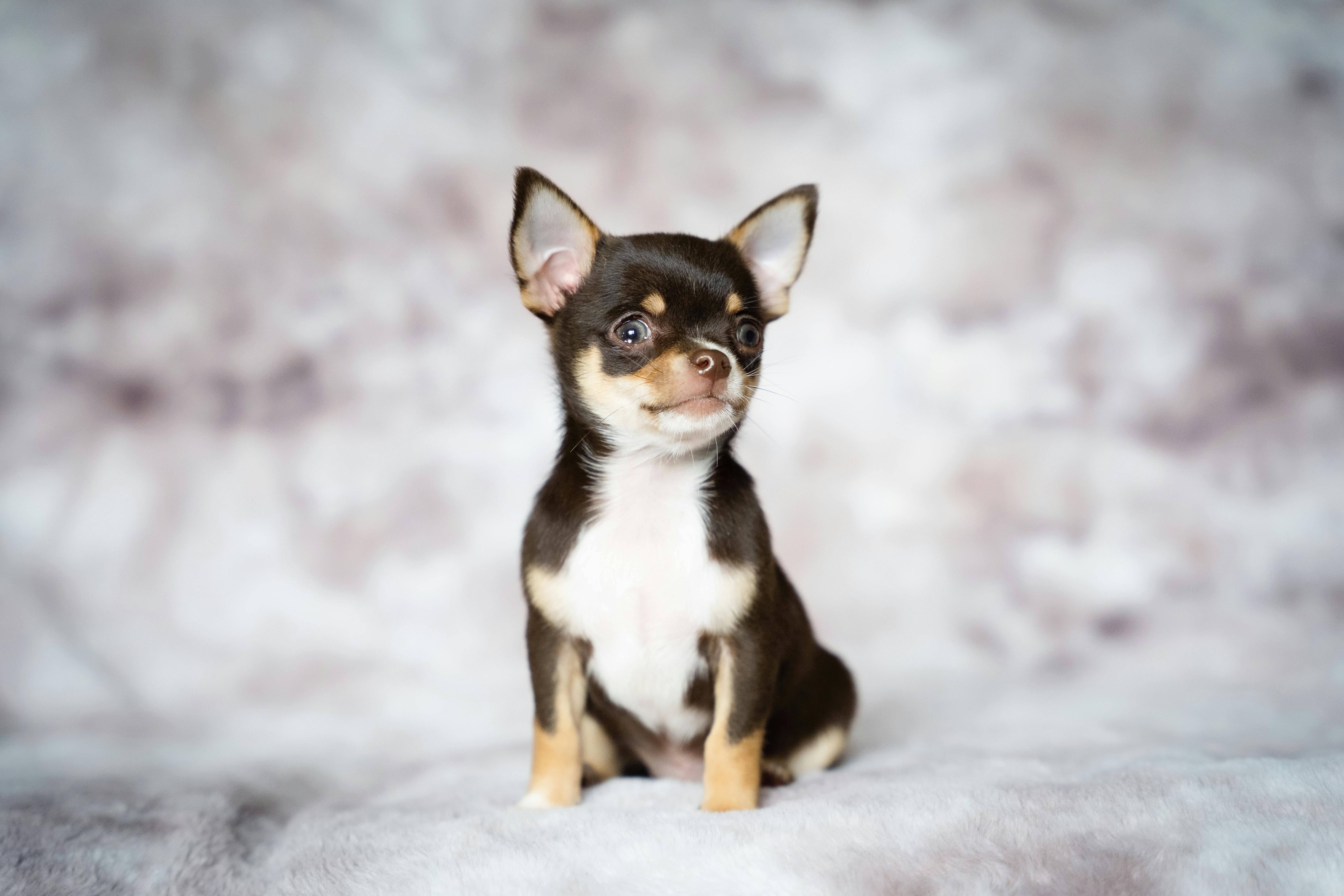 pet insurance veterinary costs — Photo by Clarissa   Roley on Pexels