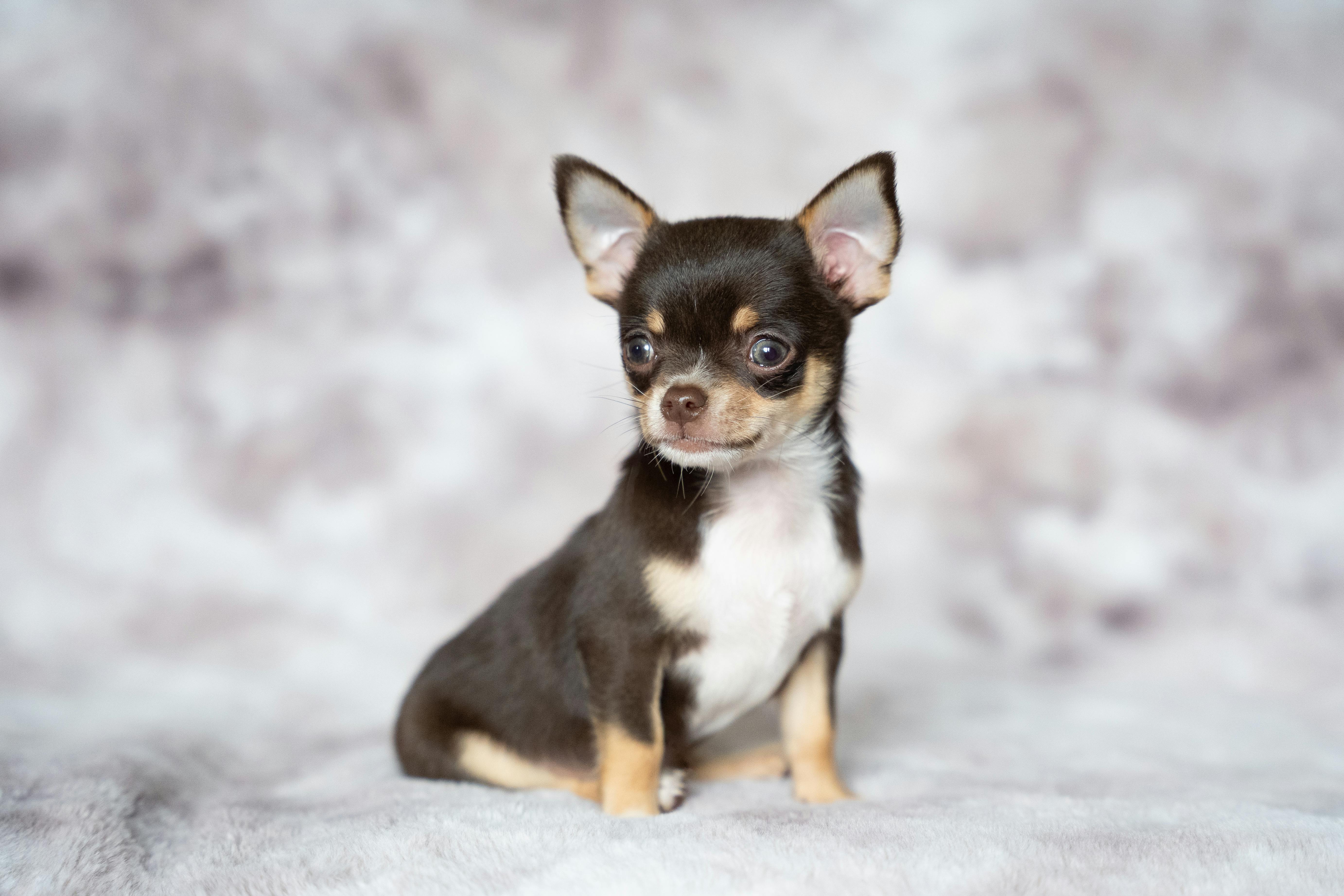 Chihuahua — ghid complet pentru proprietarii de câini mici