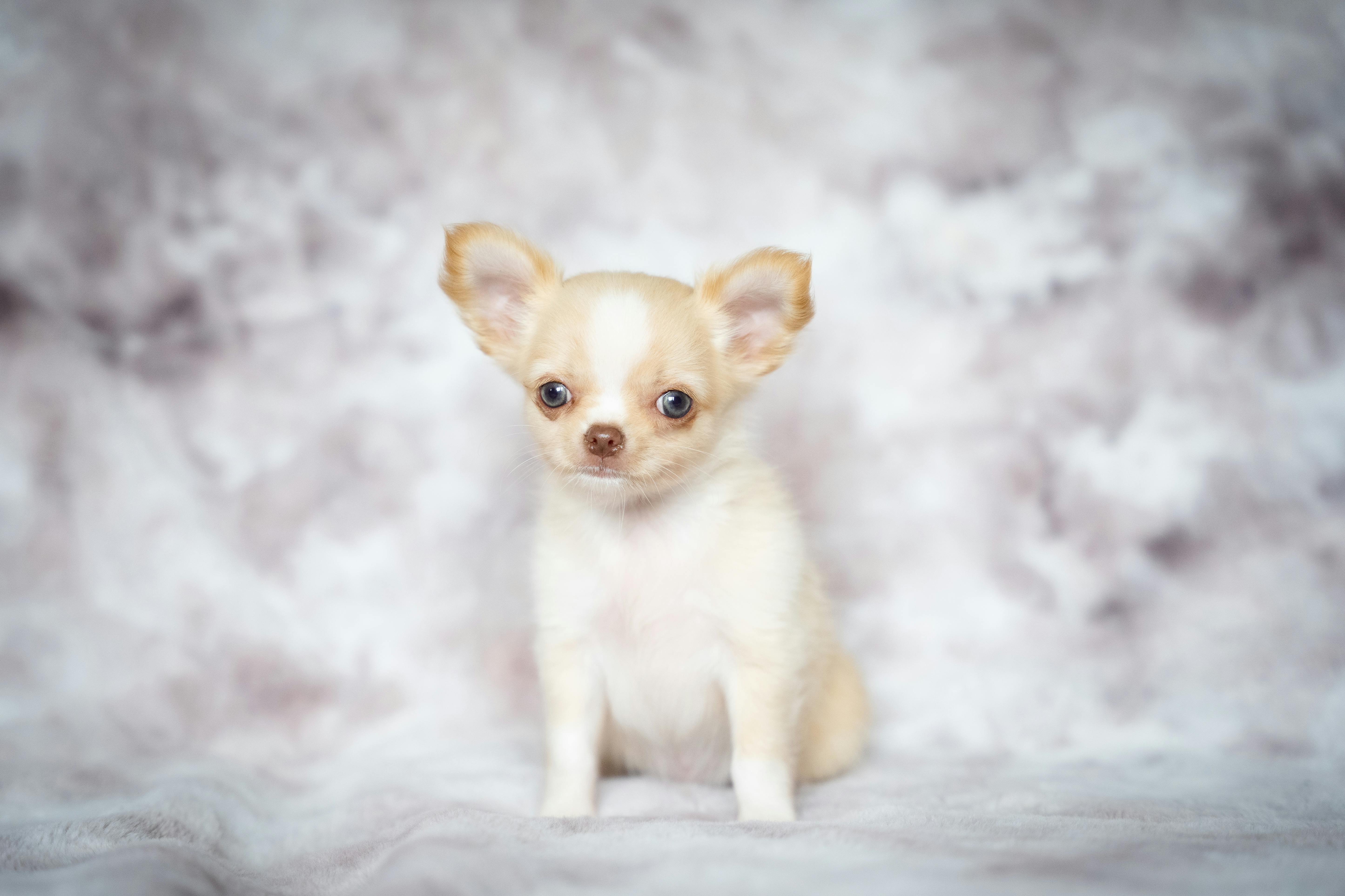 Best Airline Dog Carriers & Backpacks 2026