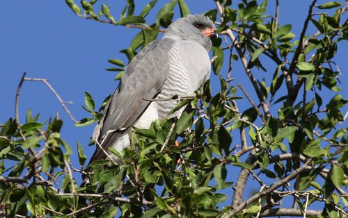 Free A Gabar Goshawk (Micronisus gabar) perched on a tree branch in natural habitat. Stock Photo