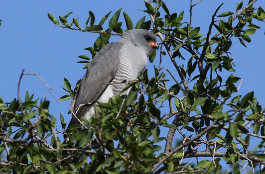 Close-up of a Gabar Goshawk (Micronisus gabar) in a natural habitat.