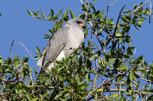 A Gabar Goshawk (Micronisus gabar) in natural habitat, perched among green leaves and blue sky.