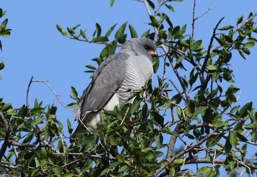 Free Close-up of a Gabar Goshawk perched in a tree surrounded by lush green foliage in an African national park. Stock Photo