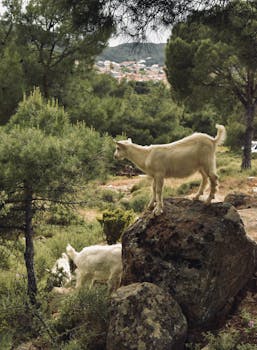 Image by Semanur Çoban