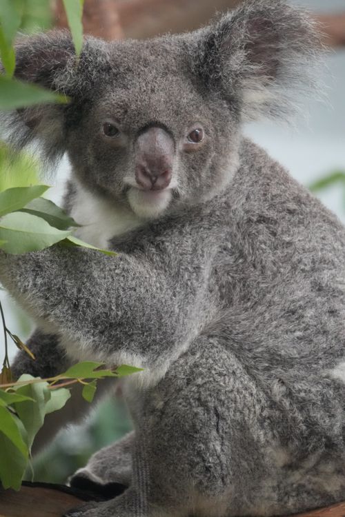 Free An adorable koala enjoying its natural surroundings, showcasing its gray fur and distinctive face. Stock Photo