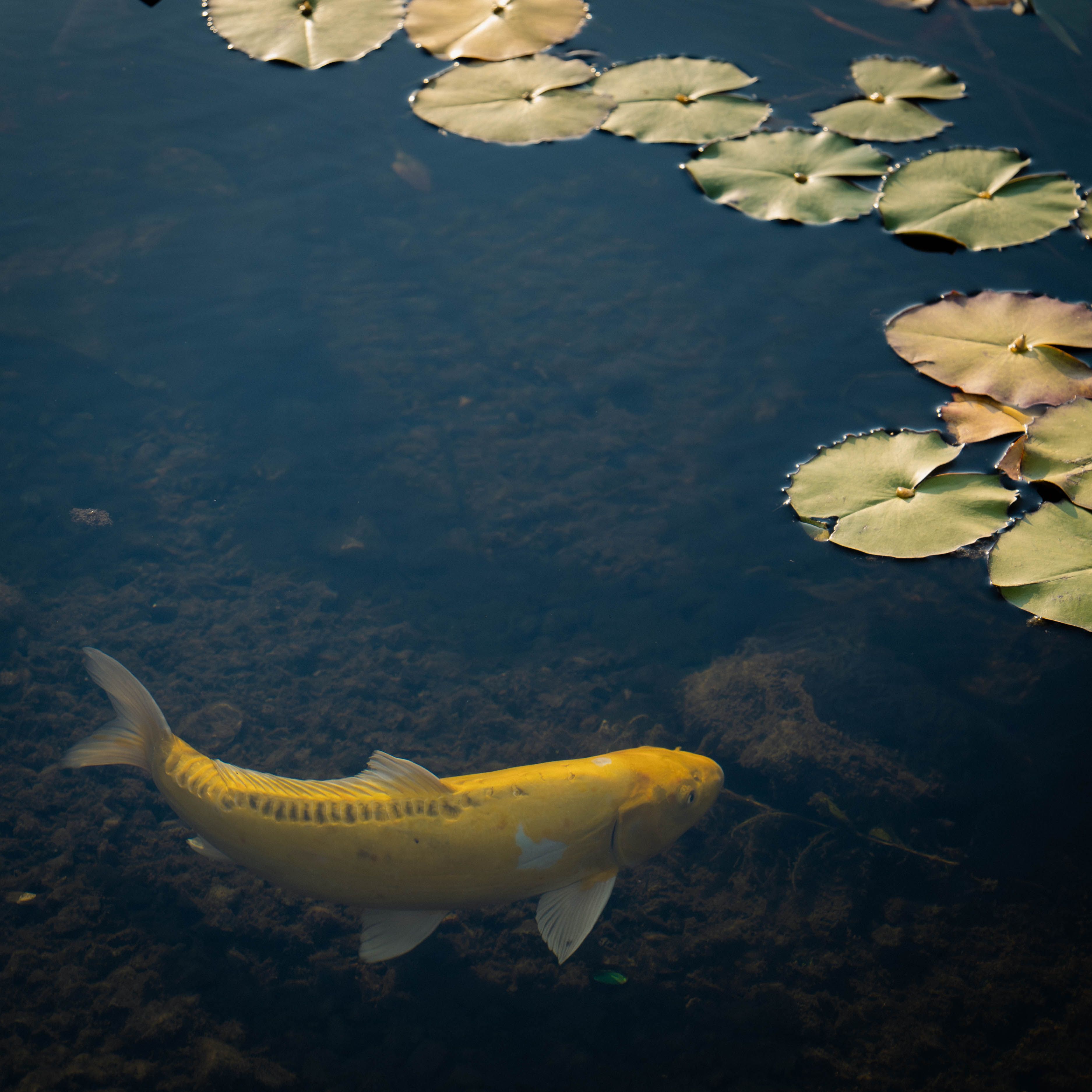 Golden koi fish swimming in a calm pond surrounded by lilypads, creating a peaceful natural scene.