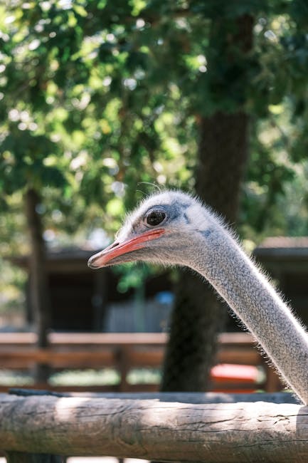 Semey Zoo