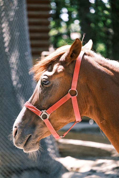 Free A beautiful brown horse wearing a pink halter in a sunlit outdoor setting. Stock Photo