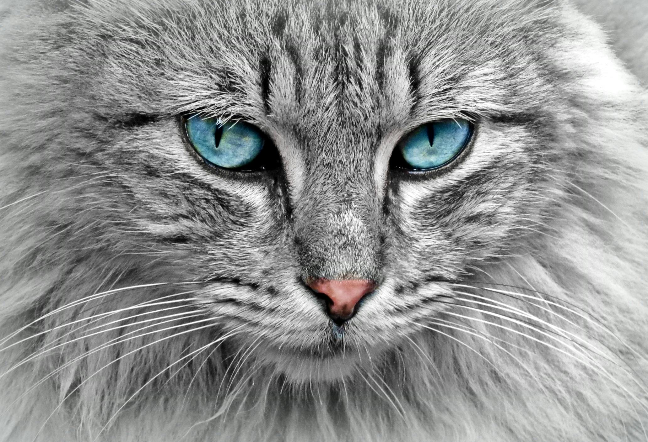 40 Cat Wallpapers HD 1920x1080  WallpaperSafari