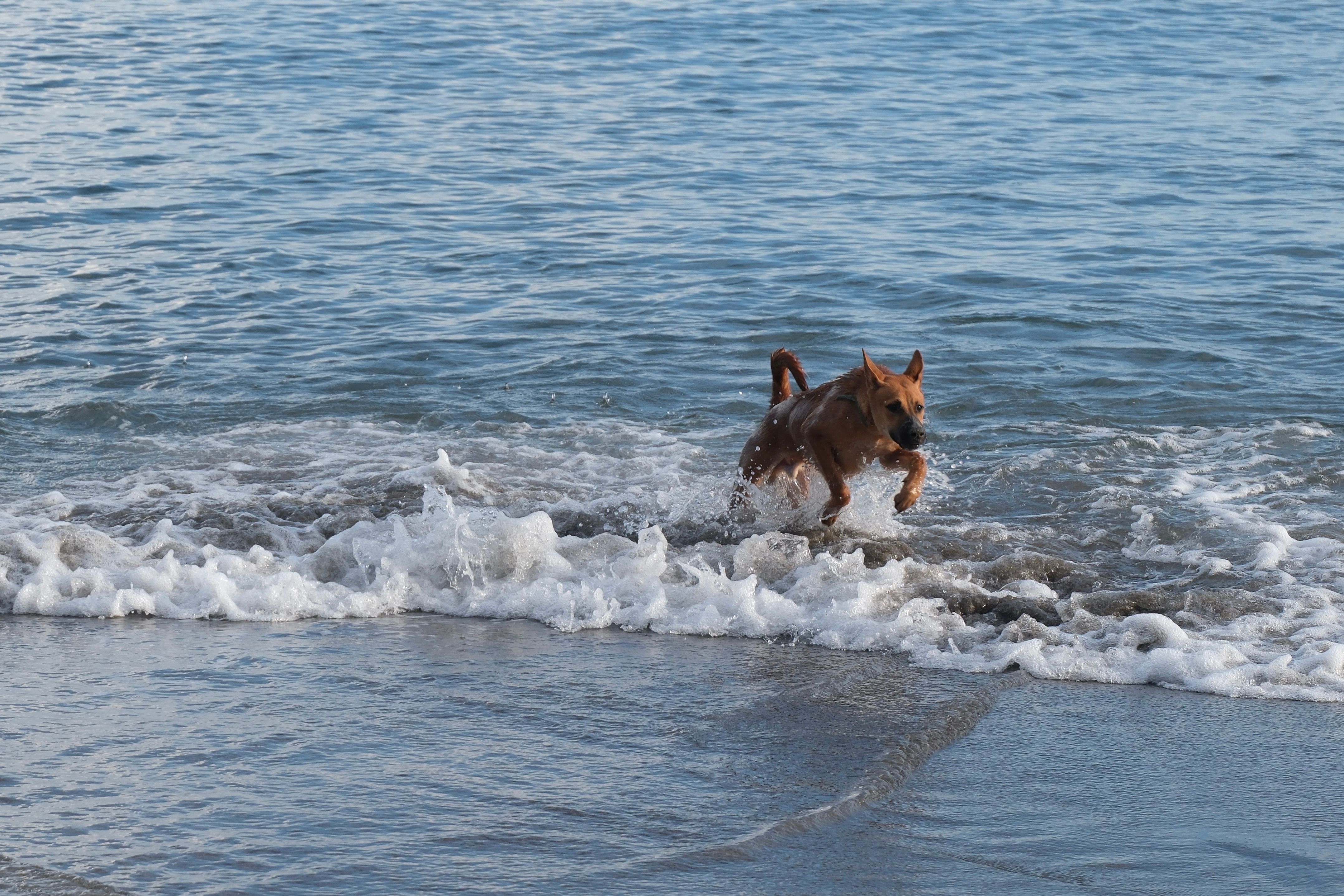 Hond rent door de branding op het strand