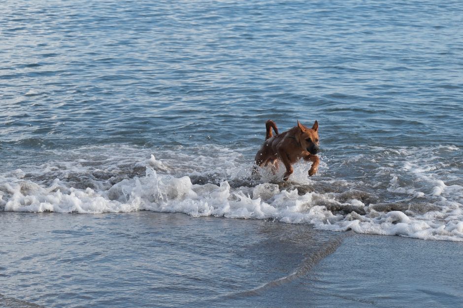 Hond rent door de branding op het strand