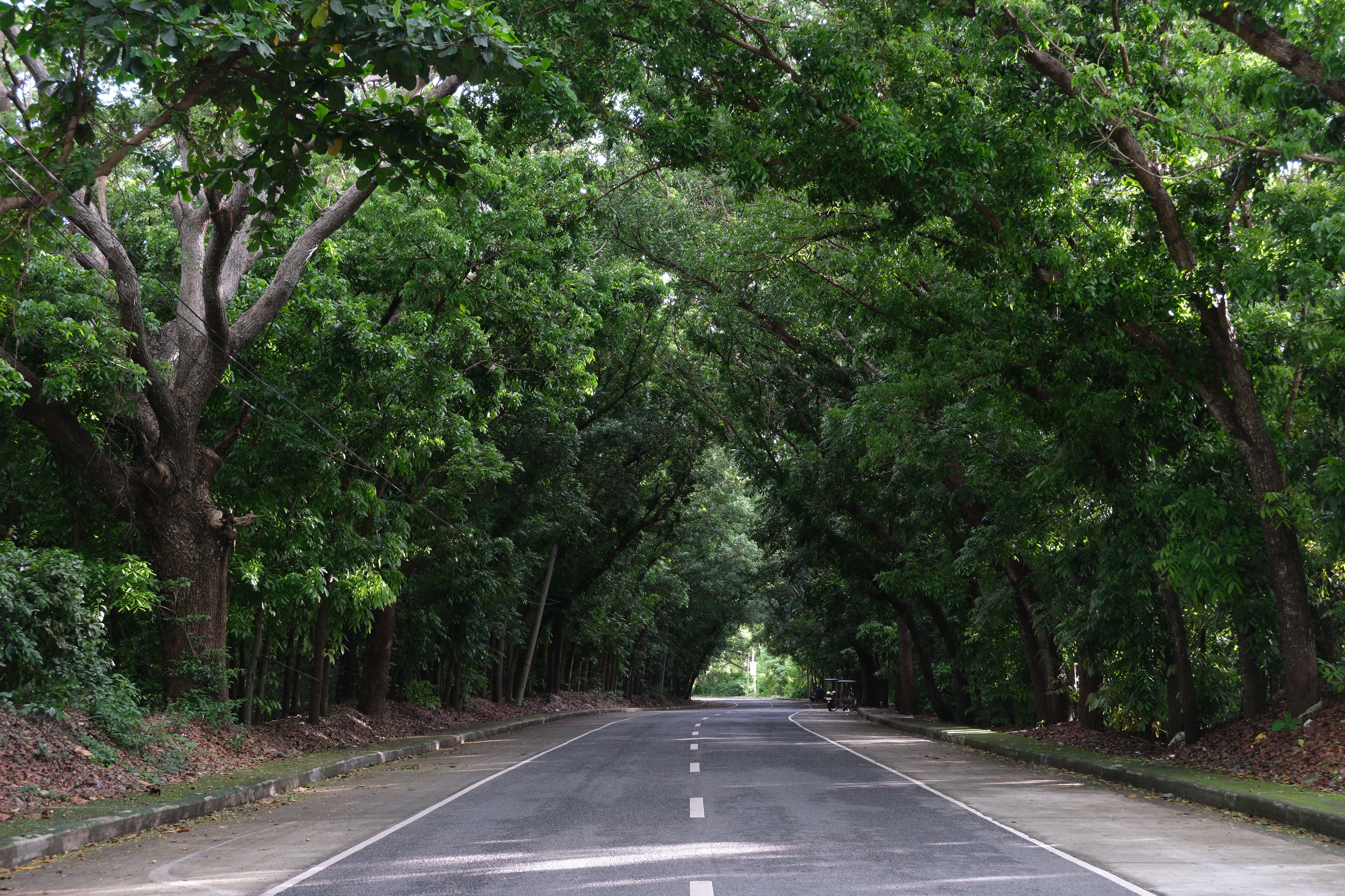 Peaceful tree-lined road in Ilocos Region, Philippines during the day.