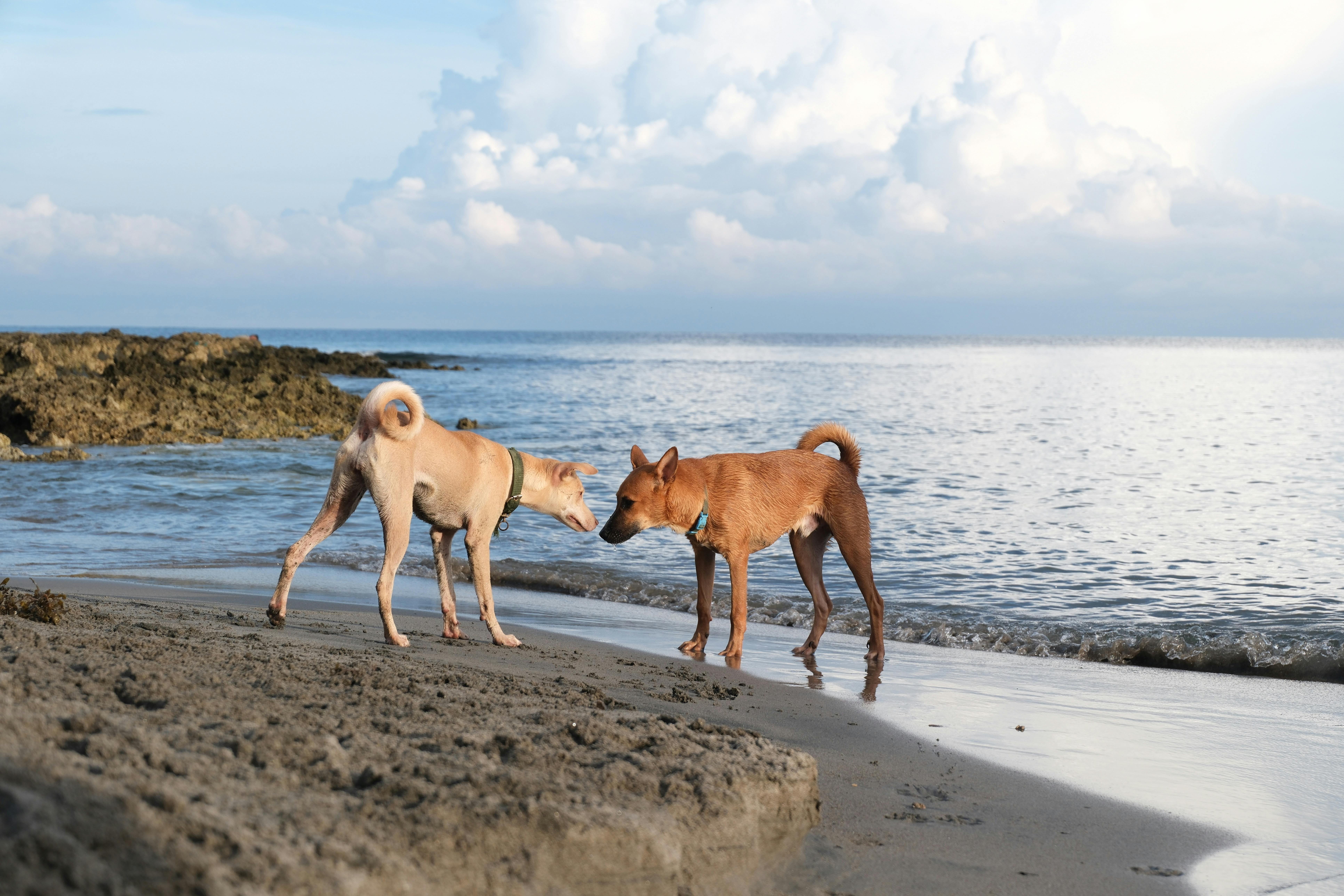 Bimini Pet Health expands Topeka manufacturing facility — Photo by Mary Rose Relente on Pexels