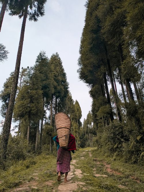Free A person walking through a lush forest carrying a traditional woven basket, symbolizing rural life. Stock Photo