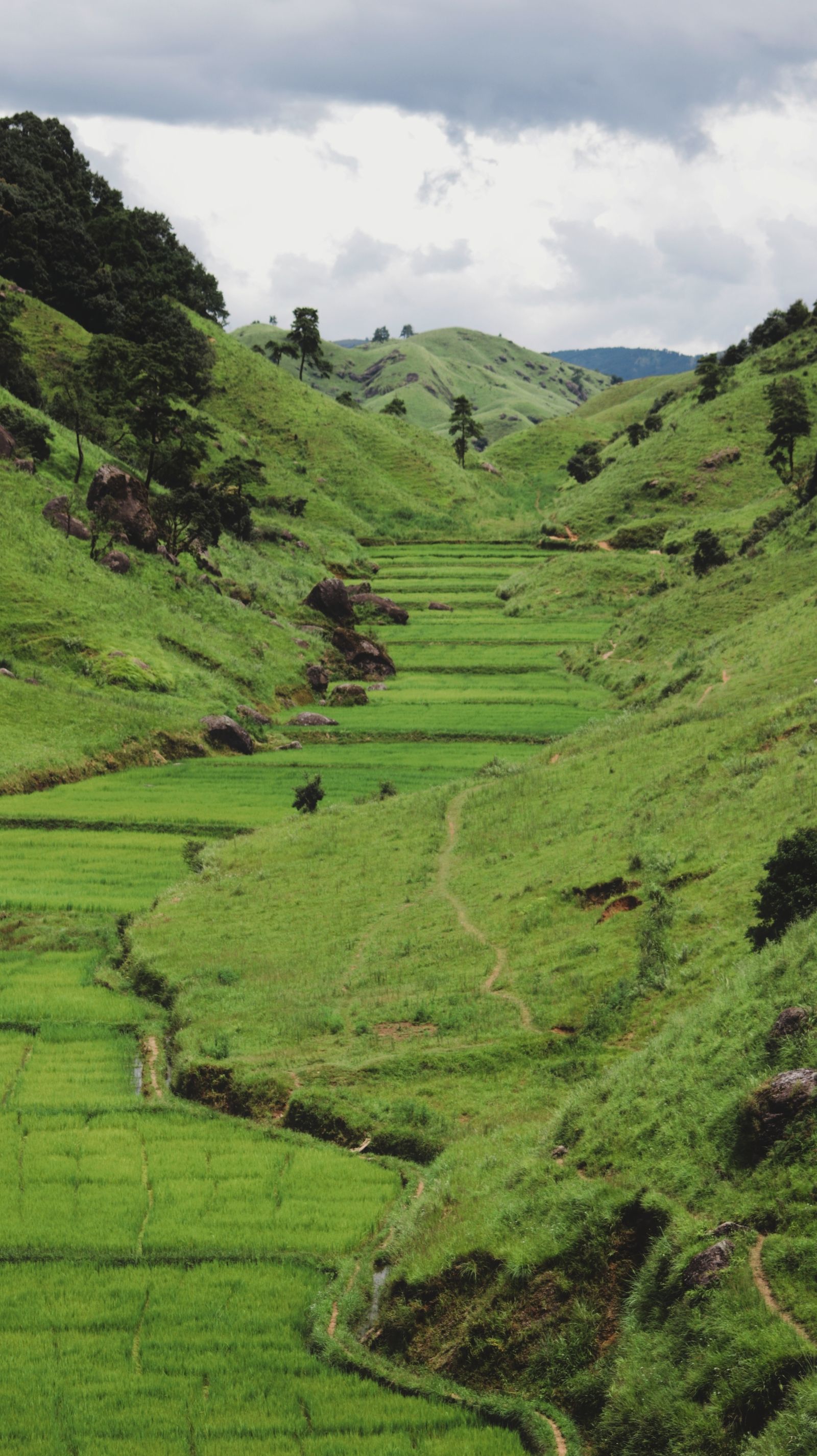 Terraced green hills in the Naga highlands
