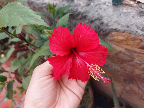 Free Flor de Cayena Roja Stock Photo