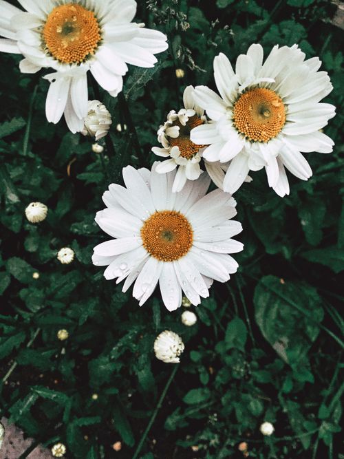 Free Vivid chamomile flowers bloom amidst lush green foliage, capturing a vibrant summer scene. Stock Photo