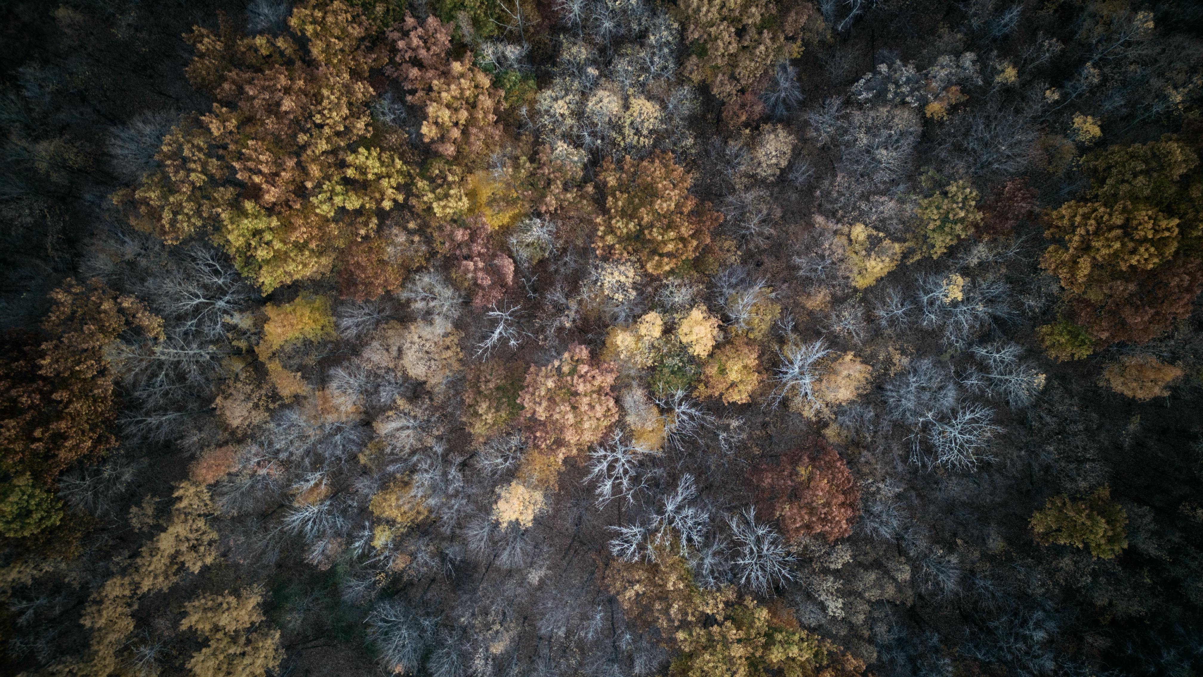 Gratis Luftfoto som viser frem livlig høstløvverk i tett skog. Perfekt for sesong- og naturtemaer. Arkivbilde