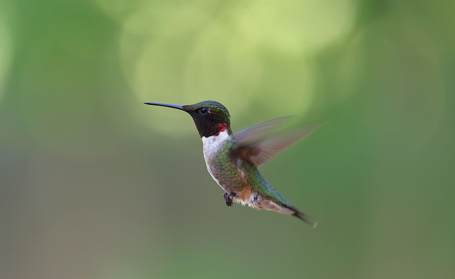 A stunning photo of a Ruby-throated Hummingbird hovering mid-air against a lush green backdrop.