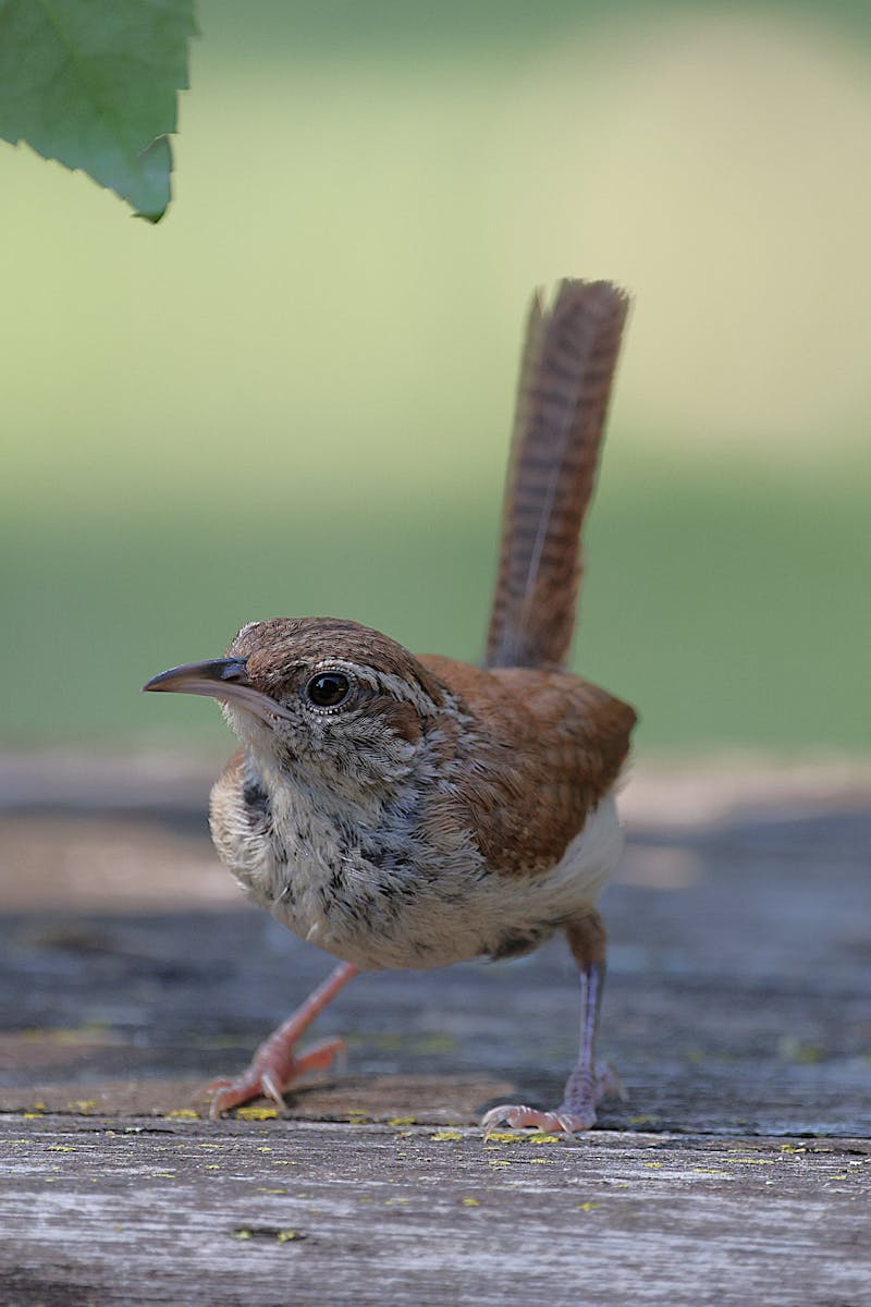 Bird Watching