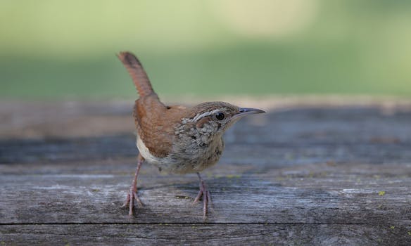 Close-up of a Carolina wren standing on wood during a sunny summer day.