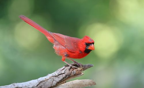 Free A striking male Northern Cardinal perched on a branch against a blurred natural background. Stock Photo