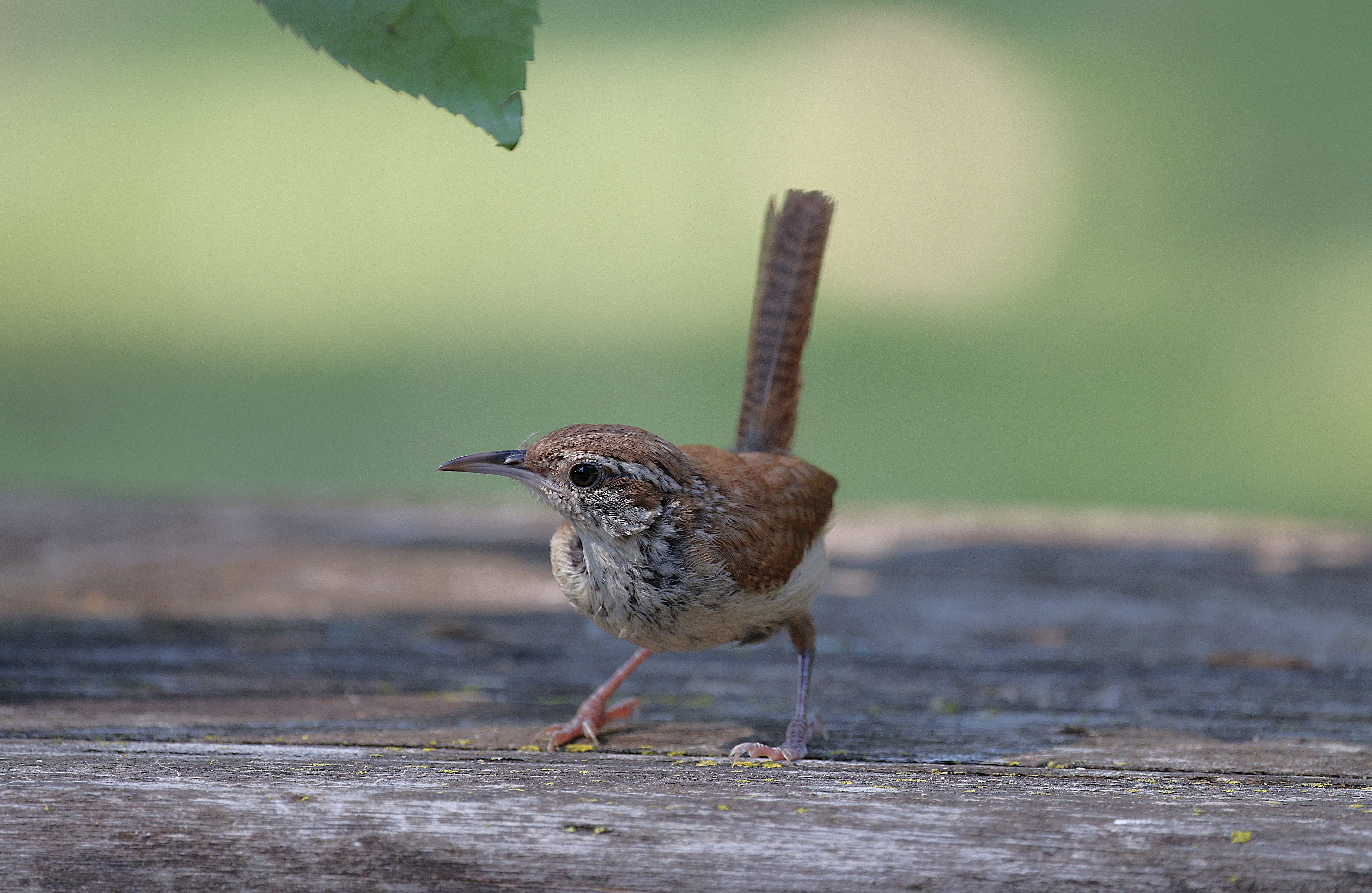 Close-up of a Carolina Wren in Natural Habitat · Free Stock Photo