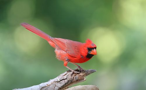 Free Close-up of a male cardinal bird on a branch against a blurred green background. Stock Photo