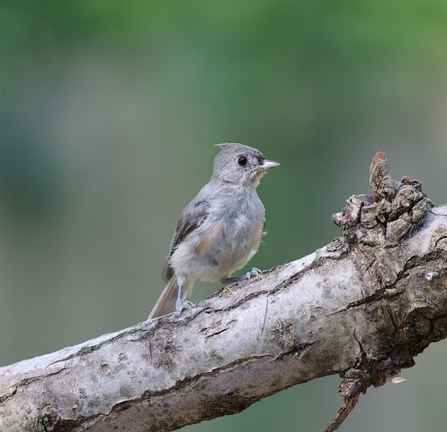Free A tufted titmouse sits gracefully on a tree branch, showcasing natural wildlife beauty in summer. Stock Photo