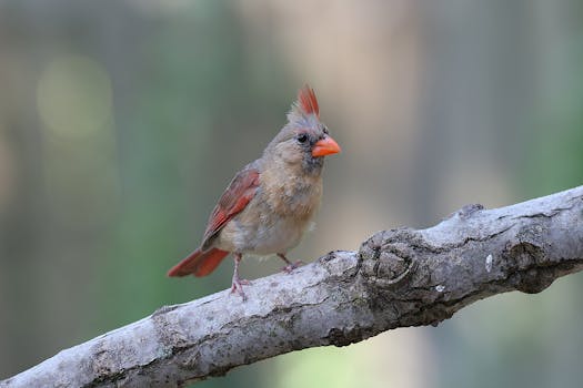 Close-up of a female Northern Cardinal perched on a tree branch in natural habitat.