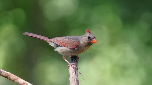 Free Close-up of a female cardinal perched on a branch against a blurred green background. Stock Photo