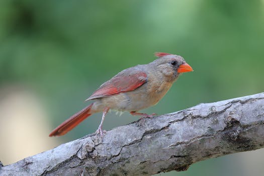 Close-up of a female cardinal perched on a branch against a green background.