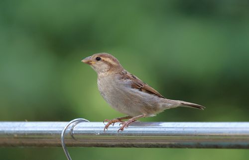Free Close-up of a sparrow perched on a metal railing with blurred green background. Stock Photo