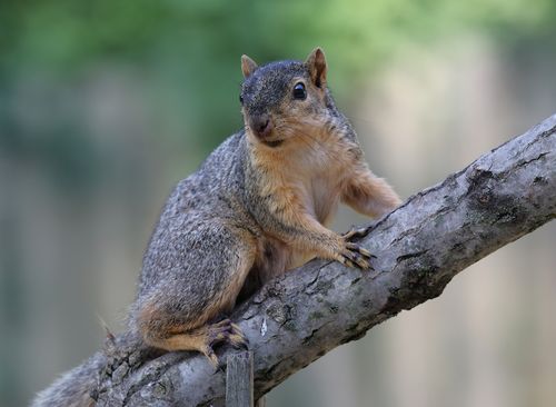 Free A curious eastern gray squirrel perched on a tree branch in a natural outdoor setting. Stock Photo