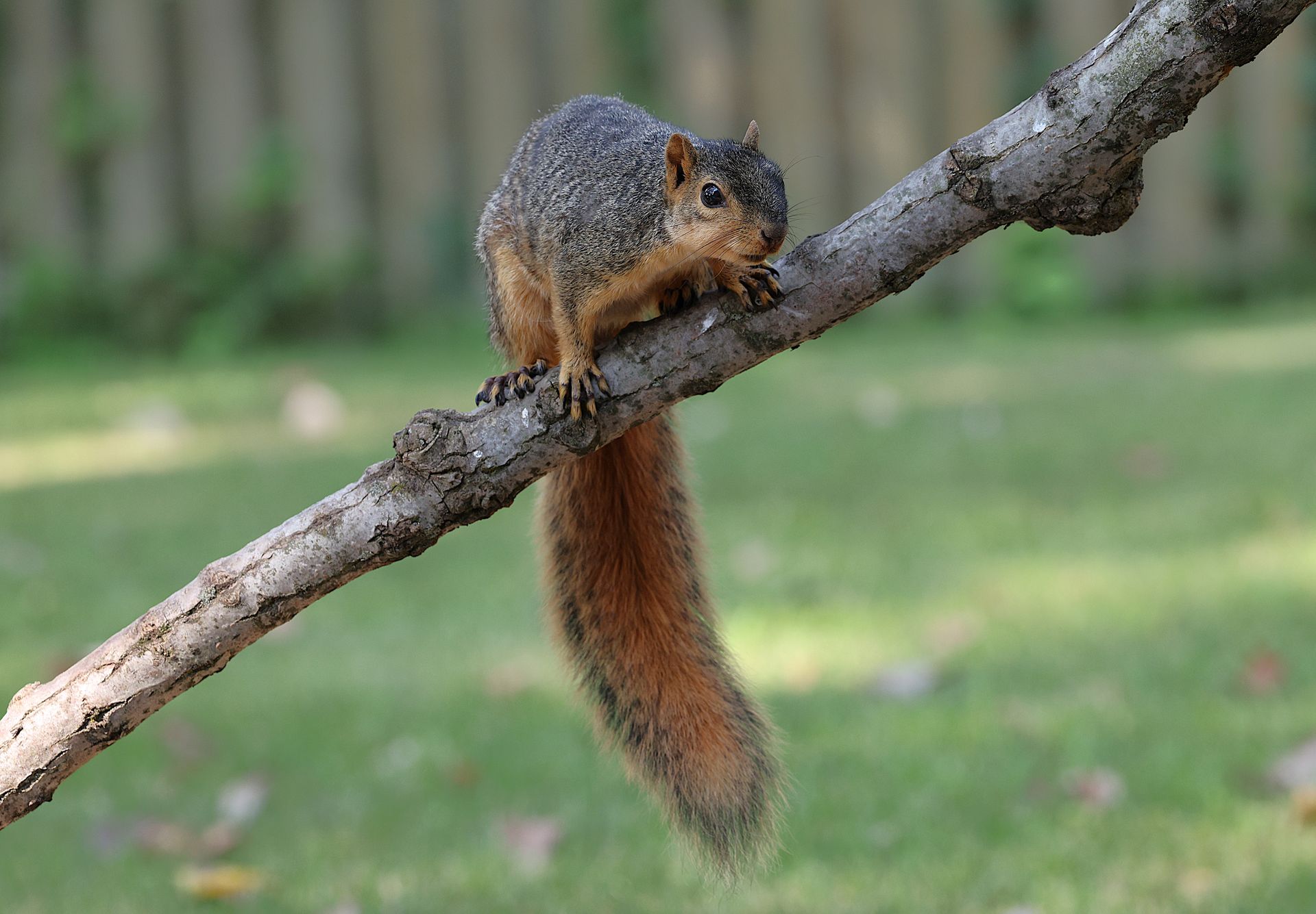 Eastern Gray Squirrel