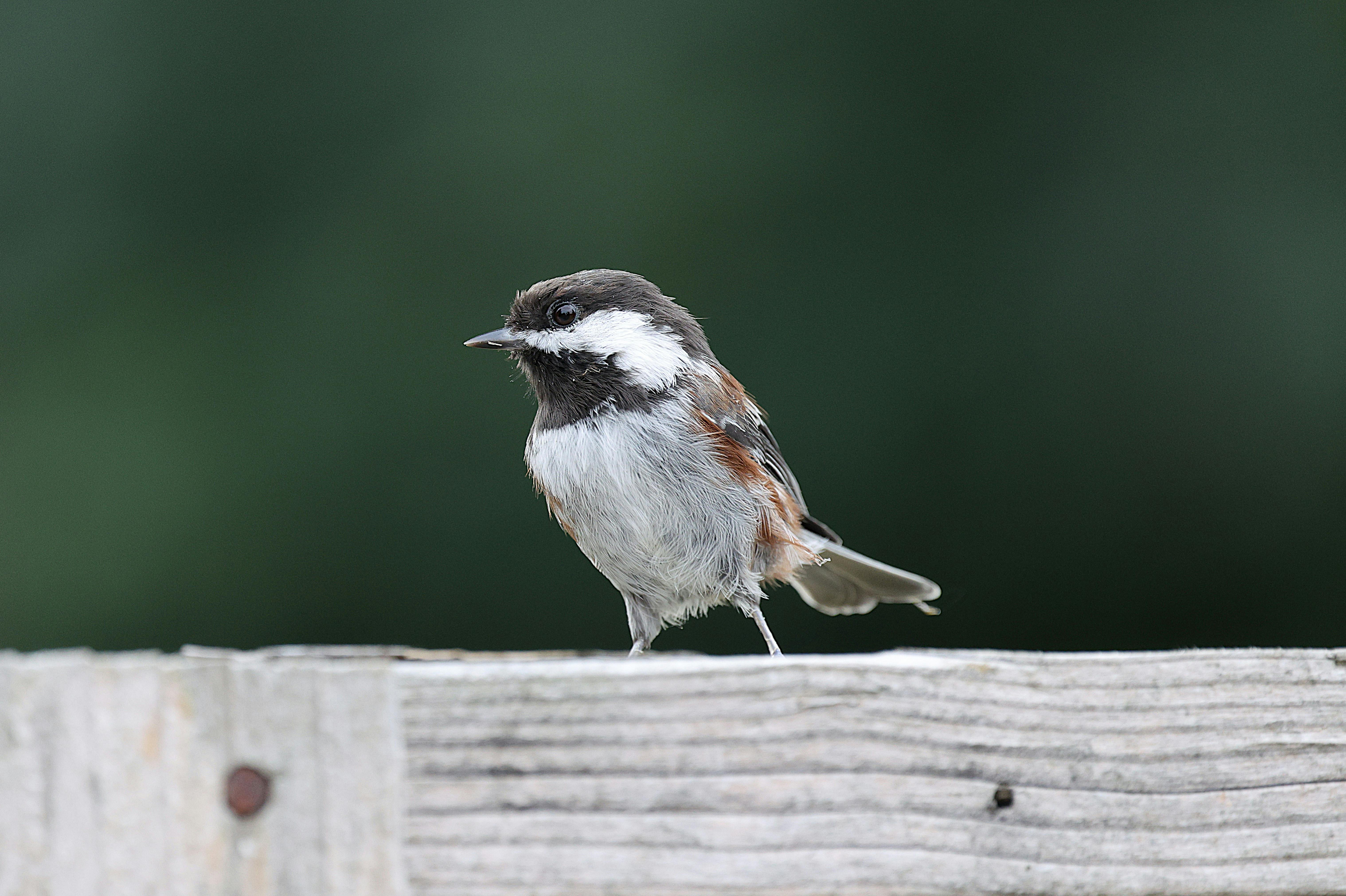 Exploring Latin American Mythology: The Enigmatic Serpents
