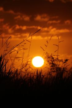 A vibrant sunset casting golden hues over tranquil grasslands with silhouetted plants.