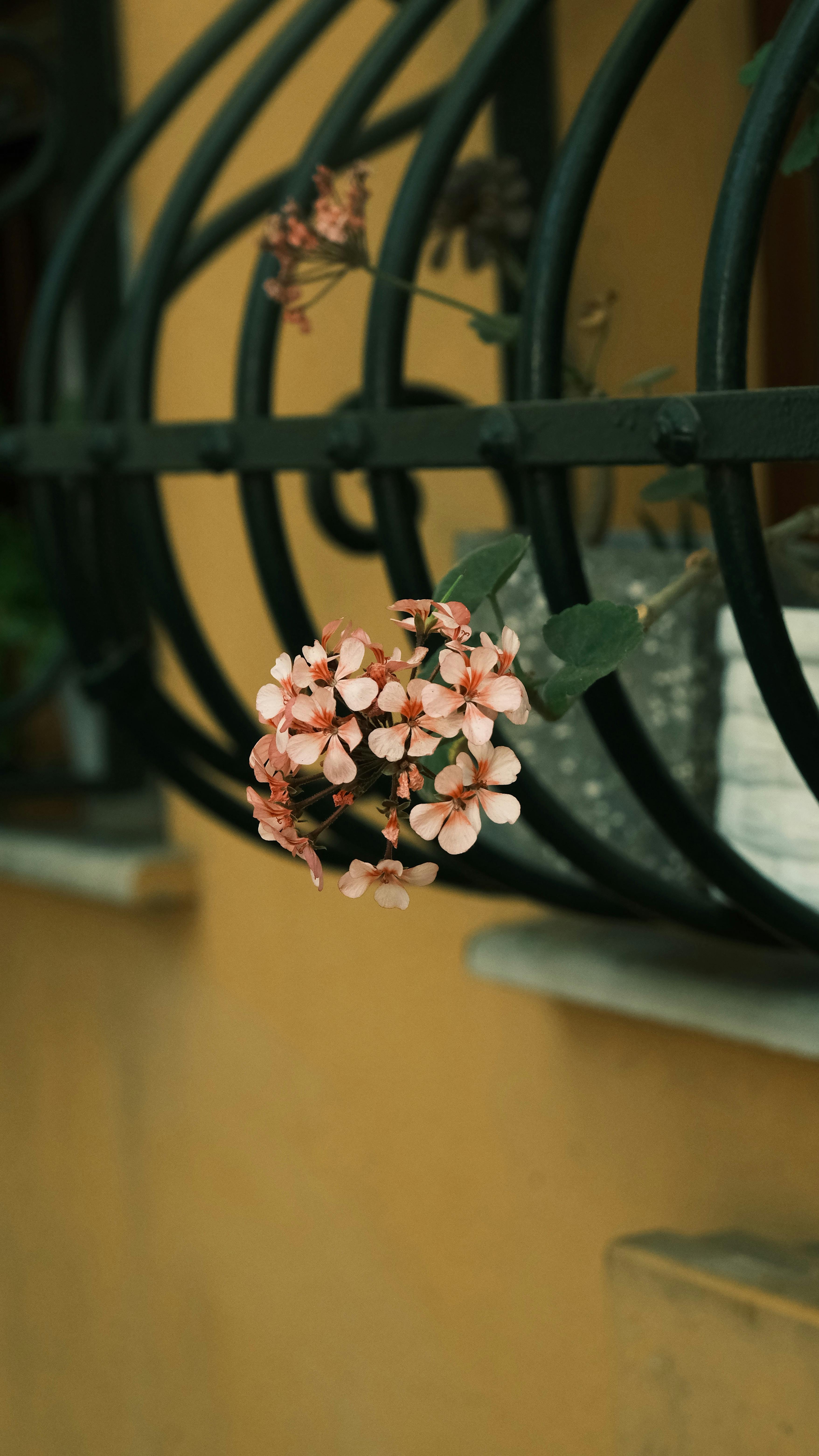 Kostenlos An einem warmen Sommertag blühen zarte rosa Blumen vor einem rustikalen Fenstergitter aus Eisen. Stock-Foto