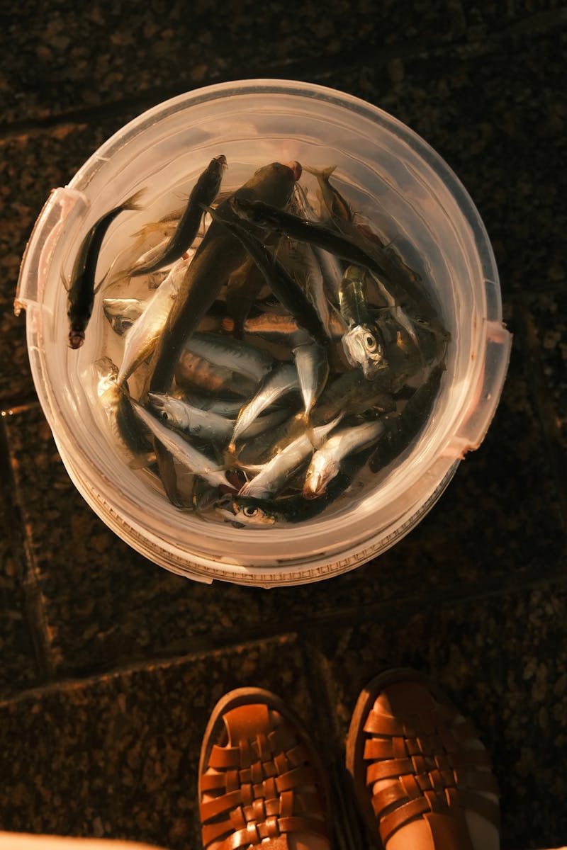 How To Catch Tarpon Ebook